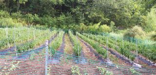 남궁용님의 고추 · 영농일지 작성글 사진