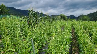 김해주님의 참깨 · 영농일지 작성글 사진