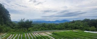 최병천님의 파 · 영농일지 작성글 사진