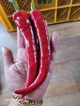 팜모닝 자유주제·자유게시판 게시글 이미지