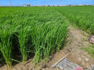 학당님의 벼 · 영농일지 작성글 사진