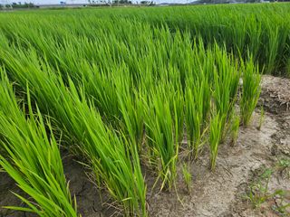 학당님의 벼 · 영농일지 작성글 사진