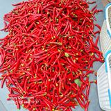 팜모닝 고추·병해충상담 게시글 이미지