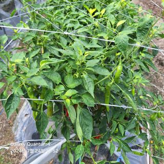 (복조리농장)김찬두님의 고추 · 병해충상담 작성글 사진