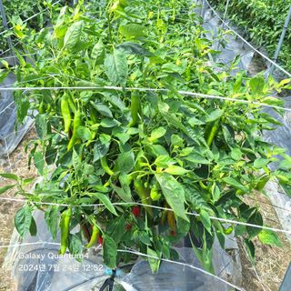 (복조리농장)김찬두님의 고추 · 병해충상담 작성글 사진