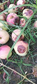 팜모닝 사과·병해충상담 게시글 이미지