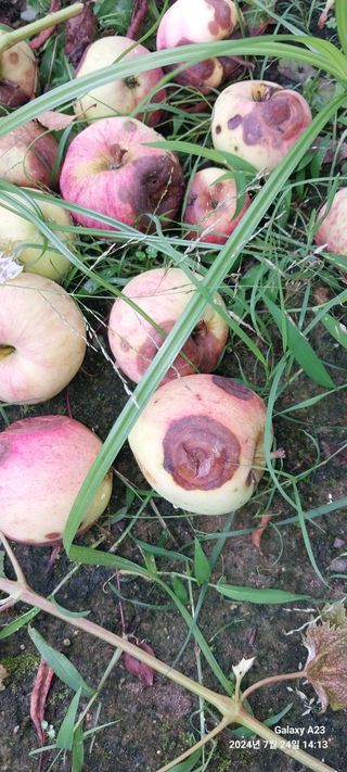 사군자님의 사과 · 병해충상담 작성글 사진