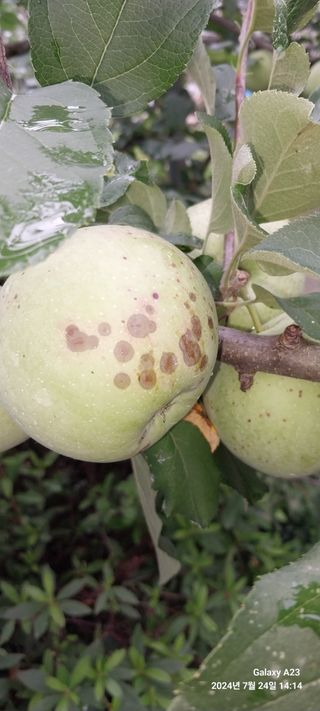 사군자님의 사과 · 병해충상담 작성글 사진