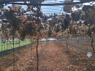 미스농부님의 자유주제 · 자유게시판 작성글 사진