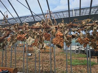 미스농부님의 자유주제 · 자유게시판 작성글 사진