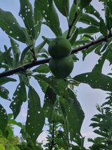 팜모닝 자두·병해충상담 게시글 이미지