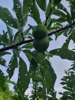 ♡햇님이♡님의 자두 · 병해충상담 작성글 사진