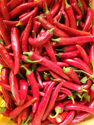 ok 체험학습농원님의 고추 · 영농일지 작성글 사진