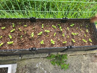 최란희님의 🌧️7월 내 작물 자랑하기 · 참여글 작성글 사진