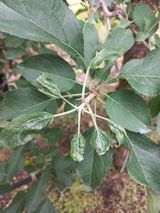 팜모닝 사과·병해충상담 게시글 이미지