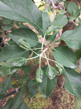 정석운님의 사과 · 병해충상담 작성글 사진