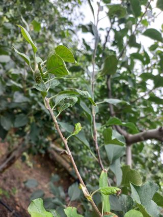 정석운님의 사과 · 병해충상담 작성글 사진