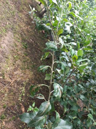 정석운님의 사과 · 병해충상담 작성글 사진