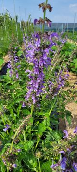 팜모닝 🌧️7월 내 작물 자랑하기·참여글 게시글 이미지