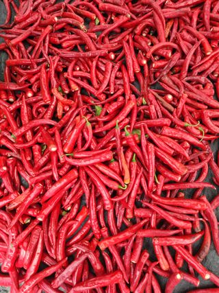 선우농장님의 고추 · 영농일지 작성글 사진