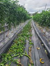 팜모닝 자유주제·자유게시판 게시글 이미지