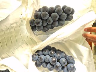 흥부골포도님의 자유주제 · 사진전 작성글 사진