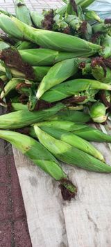 팜모닝 · 게시글 이미지