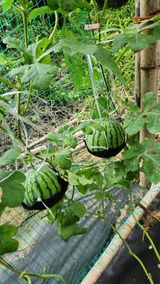 팜모닝 기타작물·영농일지 게시글 이미지