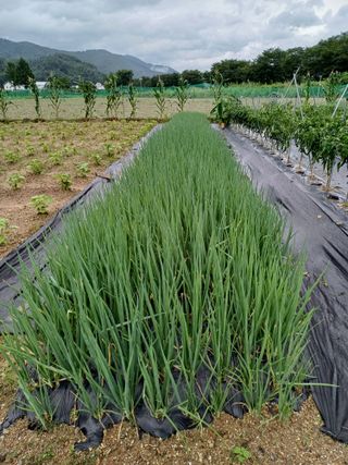 남궁봉님의 🌧️7월 내 작물 자랑하기 · 참여글 작성글 사진
