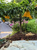 팜모닝 배·영농일지 게시글 이미지