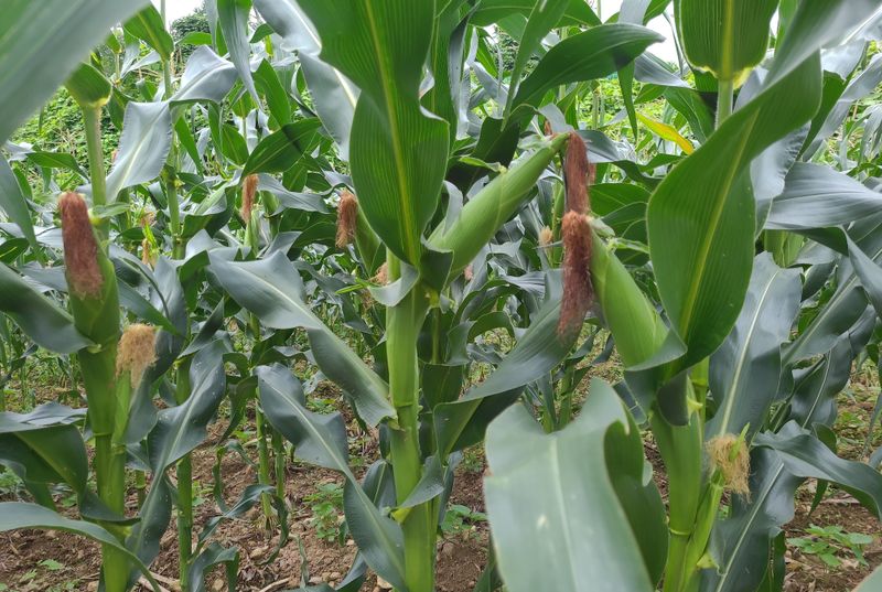 장터 상품 [강원도 찰(미백2호)옥수수(판매완료)] 썸네일