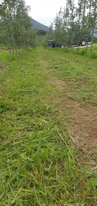 박준영님의 사과 · 영농일지 작성글 사진