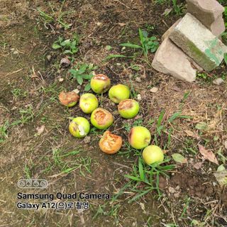 최동구님의 사과 · 자연재해•동물피해 작성글 사진