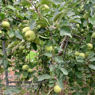최동구님의 사과 · 자연재해•동물피해 작성글 사진