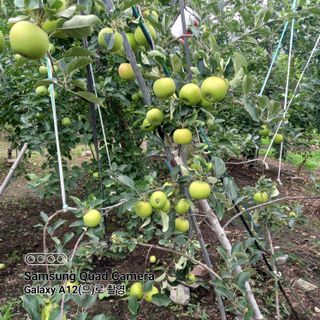 최동구님의 사과 · 자연재해•동물피해 작성글 사진