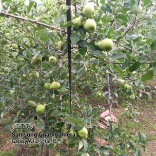 최동구님의 사과 · 자연재해•동물피해 작성글 사진