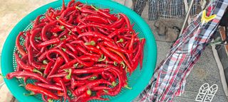 장준재님의 고추 · 영농일지 작성글 사진