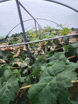 팜모닝 자유주제·자유게시판 게시글 이미지