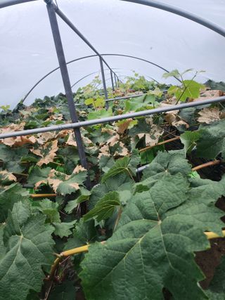 백화산지킴이산야초님의 자유주제 · 자유게시판 작성글 사진