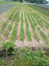 팜모닝 🌧️7월 내 작물 자랑하기·참여글 게시글 이미지