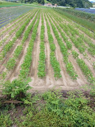 879412님의 🌧️7월 내 작물 자랑하기 · 참여글 작성글 사진