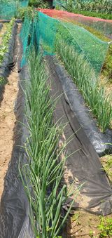 팜모닝 🌧️7월 내 작물 자랑하기·참여글 게시글 이미지