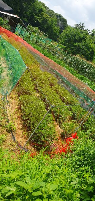 슈퍼맨님의 🌧️7월 내 작물 자랑하기 · 참여글 작성글 사진