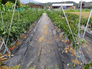 남궁봉님의 고추 · 영농일지 작성글 사진