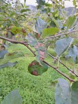 팜모닝 사과·병해충상담 게시글 이미지