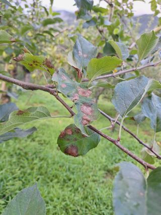 작가님님의 사과 · 병해충상담 작성글 사진