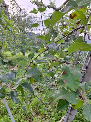 작가님님의 사과 · 병해충상담 작성글 사진