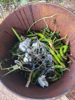 김성원님의 고추 · 영농일지 작성글 사진