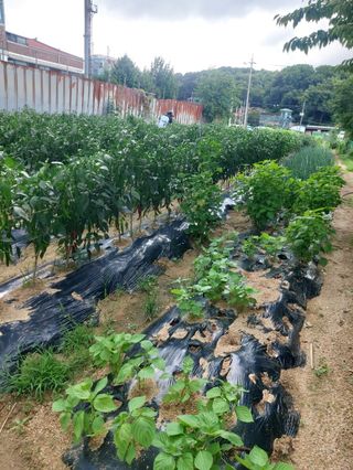 김성원님의 고추 · 영농일지 작성글 사진