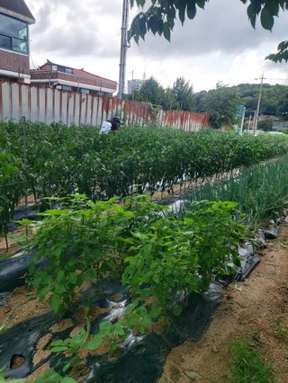 김성원님의 고추 · 영농일지 작성글 사진